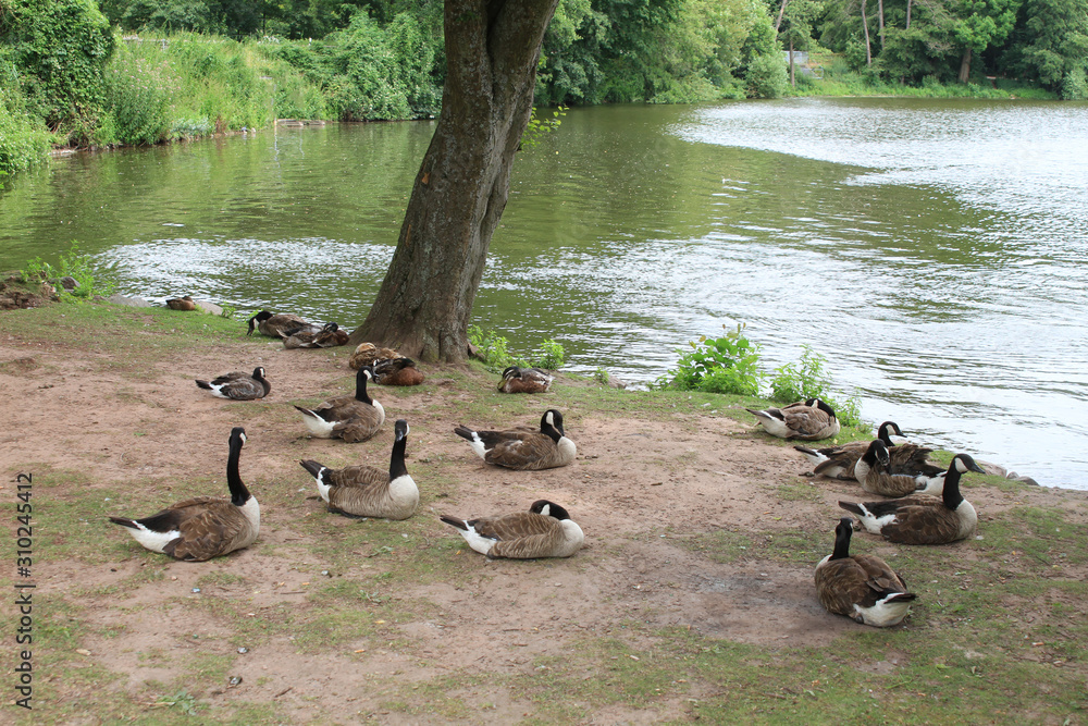 Fototapeta premium Kanadagänse am See