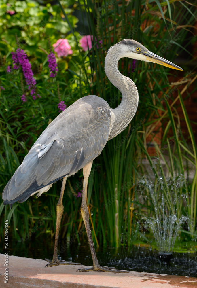 Still Great Blue Heron at pond edge hunting fish among plants at the front of a house Still Great Blue Heron at pond edge hunting fish among plants at the front of a house