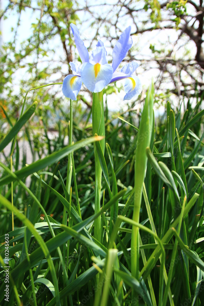 Obraz premium 杜若