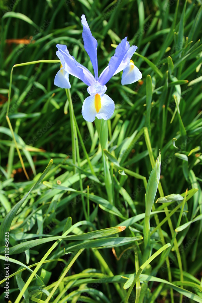 Naklejka premium 杜若