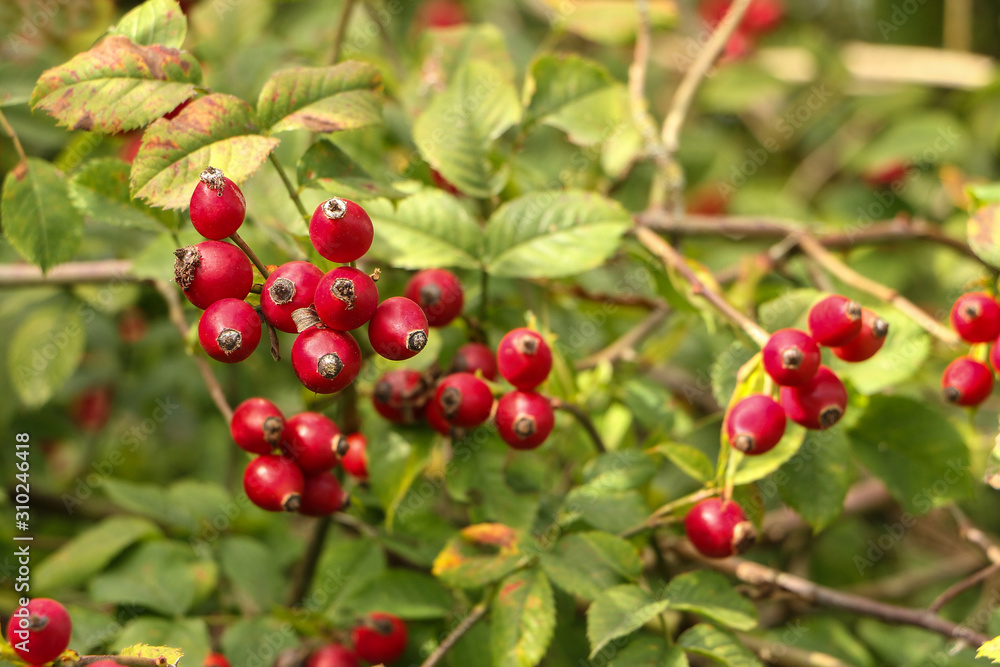 Rote Hagebutten am Strauch, Rosa canina Rote Hagebutten am Strauch, Rosa canina