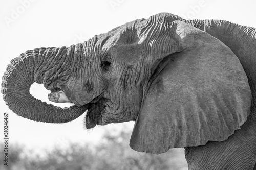 Elephant at Etosha national park  Namibia  Africa
