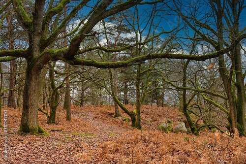 Paysage d'automne en Forrêt