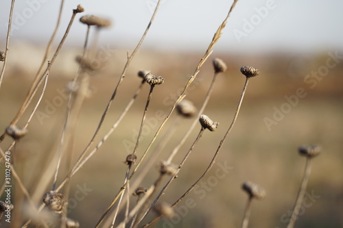 Wild dry flowers grow in autumn field