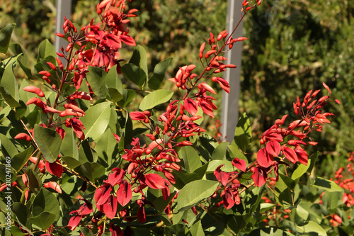 Rote Blüten des Korallenstrauches, Erythrina cristagalli
