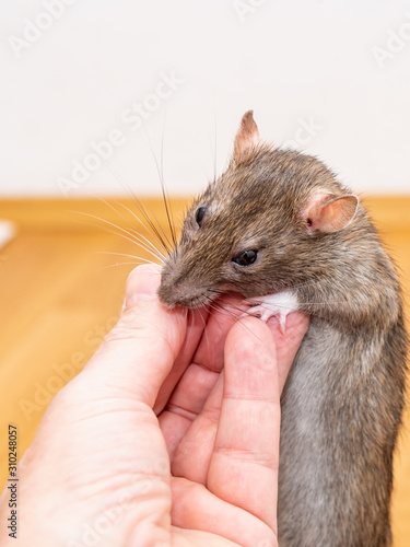 Brown pet rat eating buckwheat from the fingers of a man.