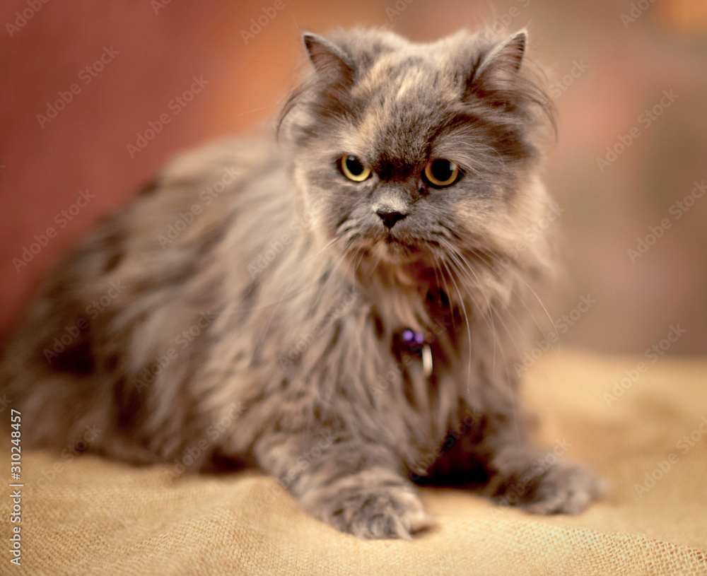 Fluffy Persian cat. Purebred animal. Studio shot. 