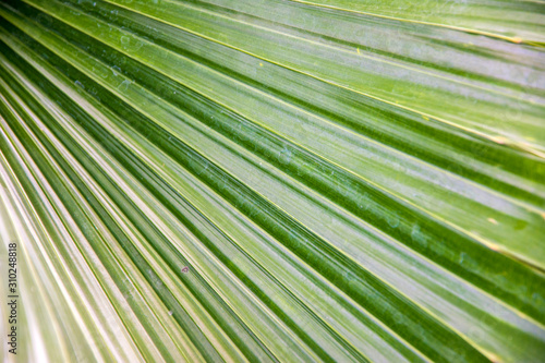 detail leaf of palm tree pattern texture background