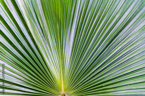 leaf of palm tree detail background