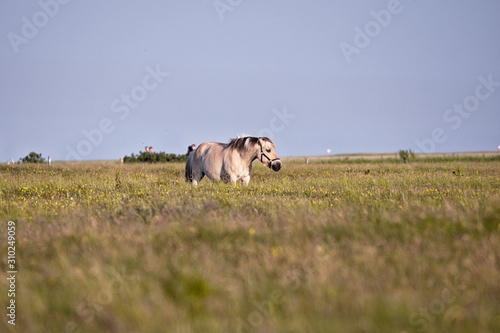 Fototapeta Naklejka Na Ścianę i Meble -  Close-up view of a horse on a meadow