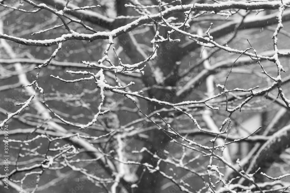 The first snow falls before Christmas. Branches sycamore The first snow falls before Christmas. Branches sycamore