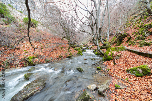 Photograph of the beech forest of Ciñera, Leon (Spain) known as Faedo, declared the best preserved forest in Spain in 2007. You can see the river that crosses the forest with a silk effect photo