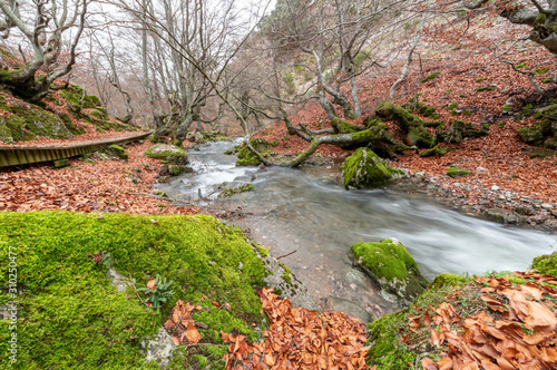 Photograph of the beech forest of Ciñera, Leon (Spain) known as Faedo, declared the best preserved forest in Spain in 2007. You can see the river that crosses the forest with a silk effect photo