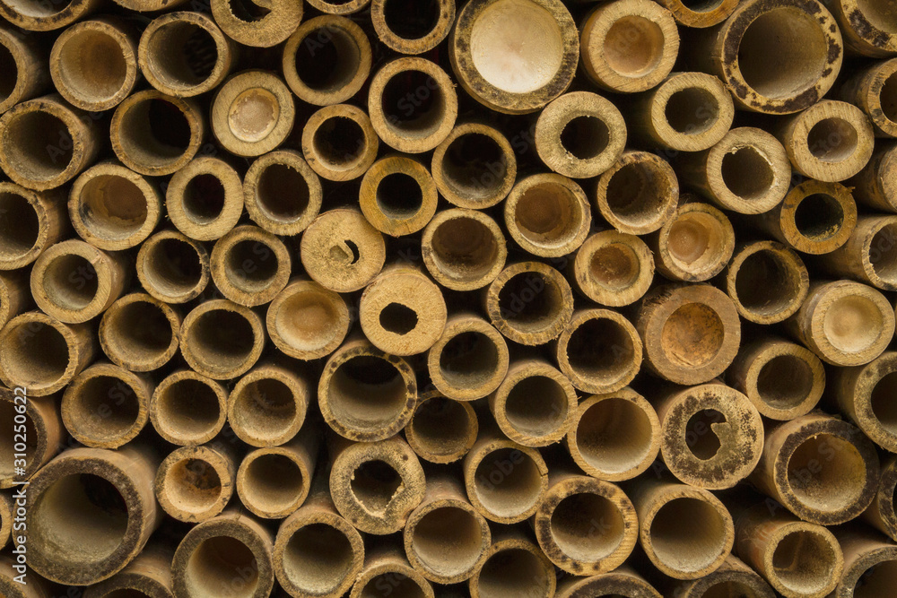 Stacked of dry bamboo for building materials Stacked of dry bamboo for building materials
