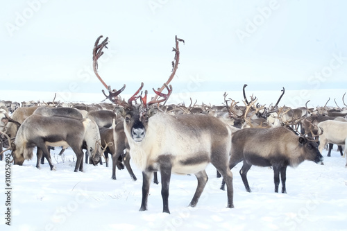 Photography Reindeer in the sima tundra in snow.