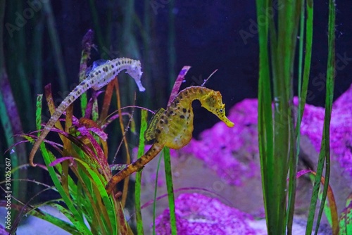 View of a seahorse (hippocampus) under water photo