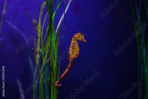 View of a seahorse (hippocampus) under water