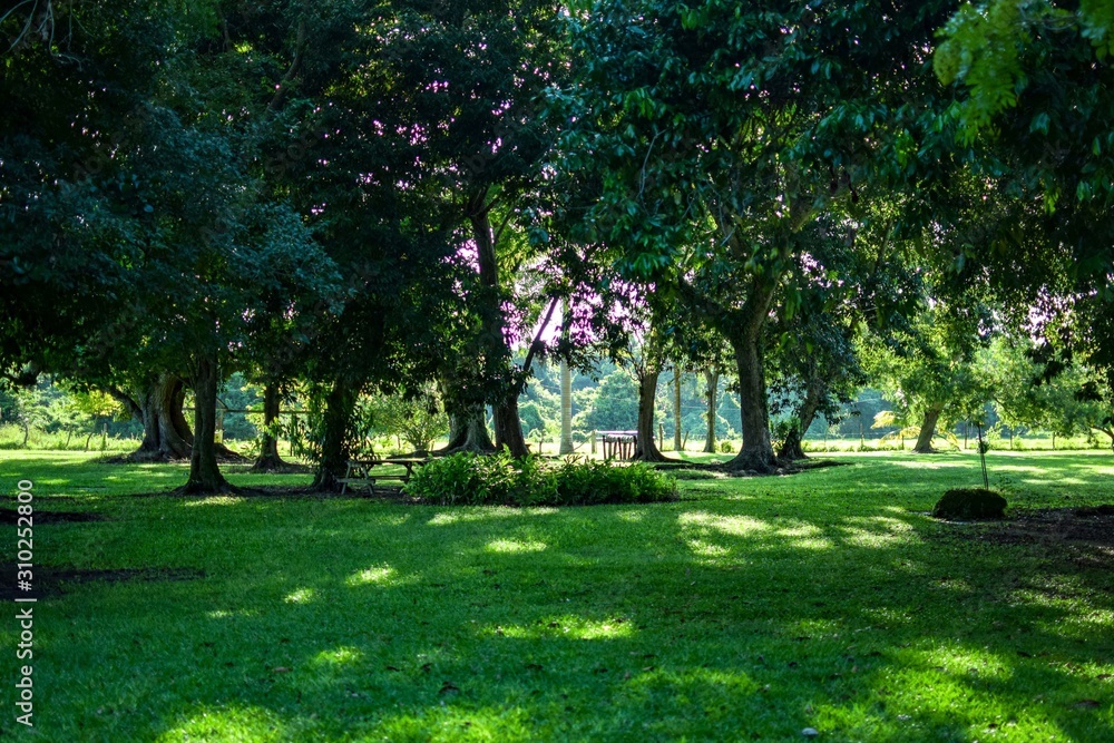 Park with green fields and trees at day time - obrazy, fototapety, plakaty 