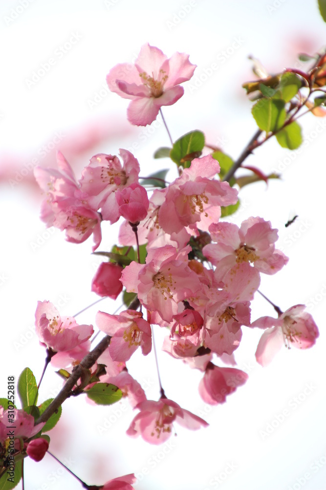 Fototapeta premium 海棠桜