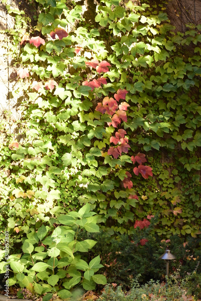 red berries of viburnum on branch in garden