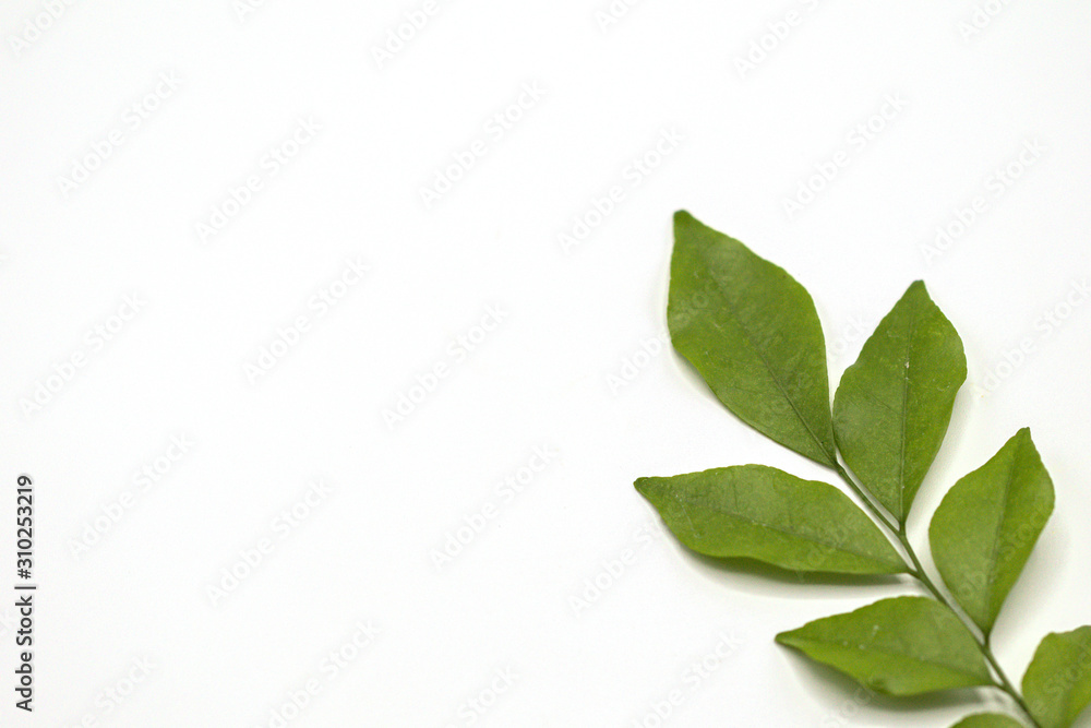 Orange jasmine leaves isolate on white background.(Murraya paniculata) Orange jasmine leaves isolate on white background.(Murraya paniculata)