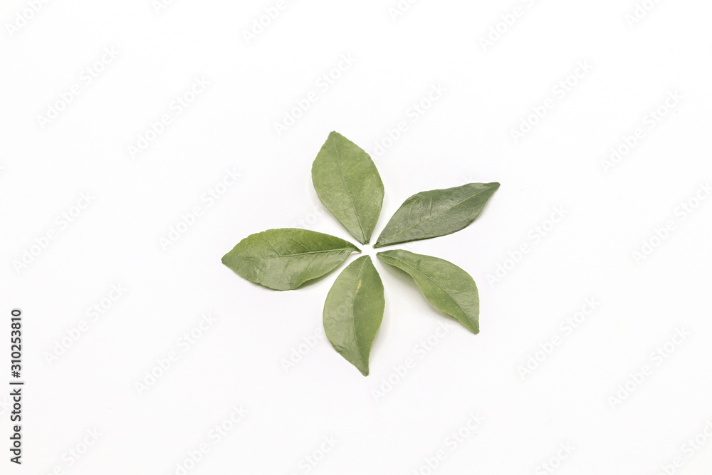 Orange jasmine leaves isolate on white background.(Murraya paniculata) Orange jasmine leaves isolate on white background.(Murraya paniculata)