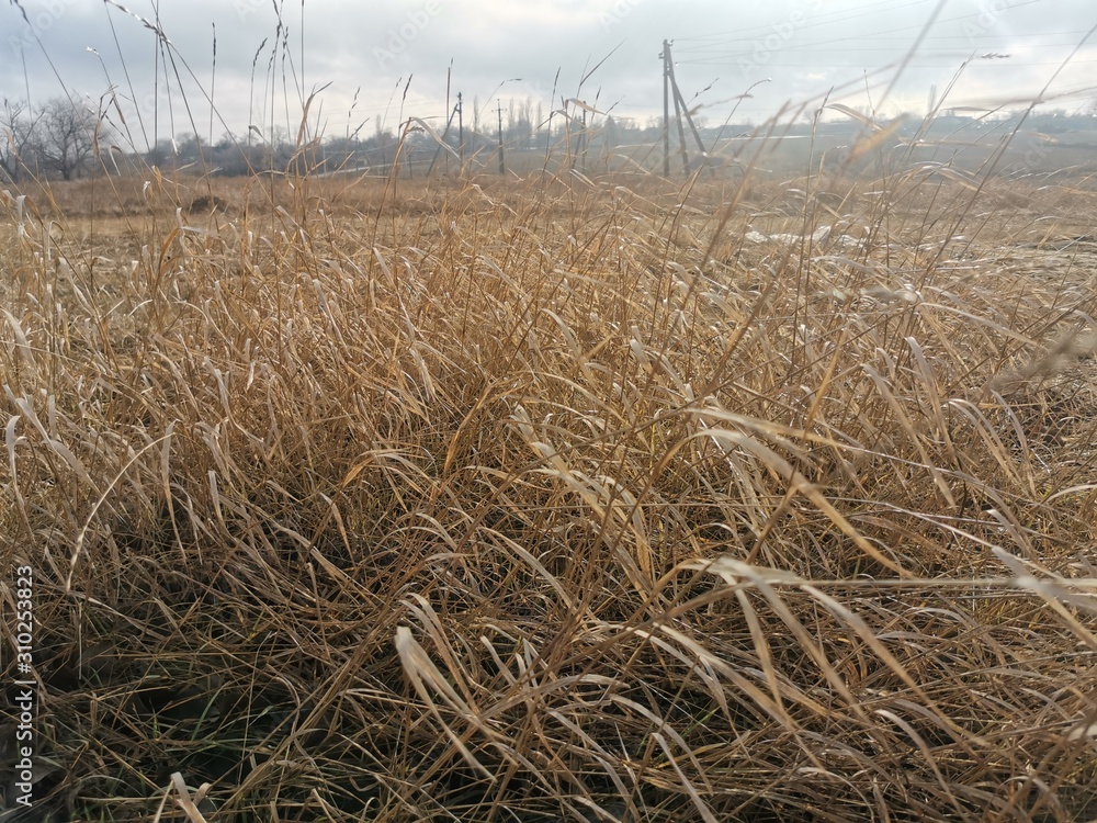 Fototapeta premium grass in autumn