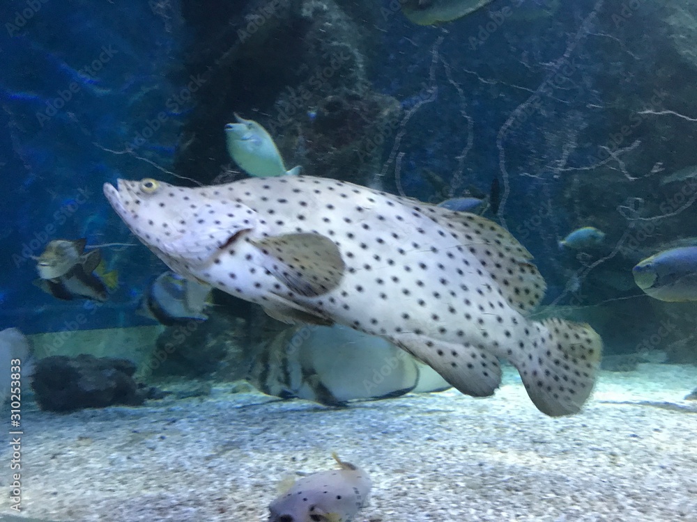 Naklejka premium tropical fish in aquarium