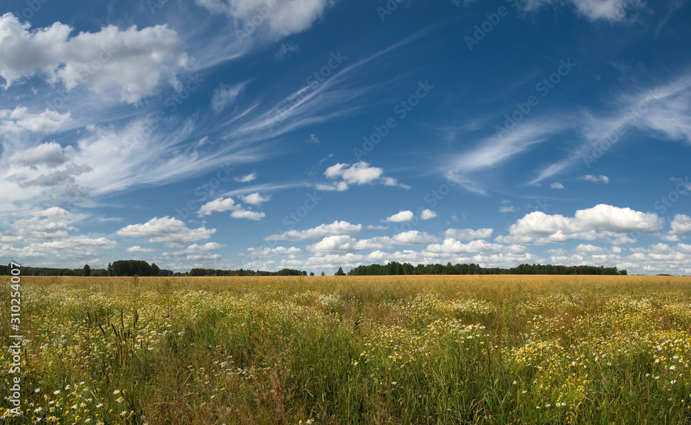 Fototapeta premium panorama summer landscape in a field of yellow-white daisies and wheat. beautiful white cumulus and feather clouds in the blue sky. calm and serenity
