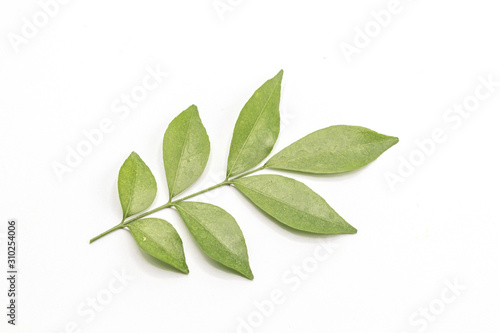 Orange jasmine leaves isolate on white background.(Murraya paniculata)