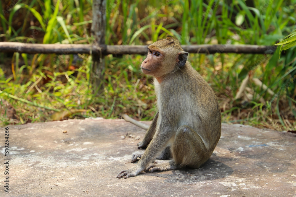 Obraz premium Little monkey sitting and watching