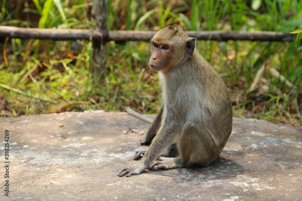 Little monkey sitting and watching