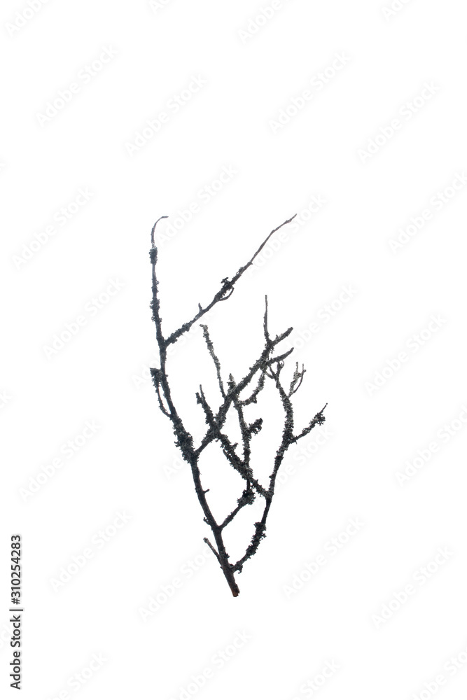 branches moss Isolated on a white background
