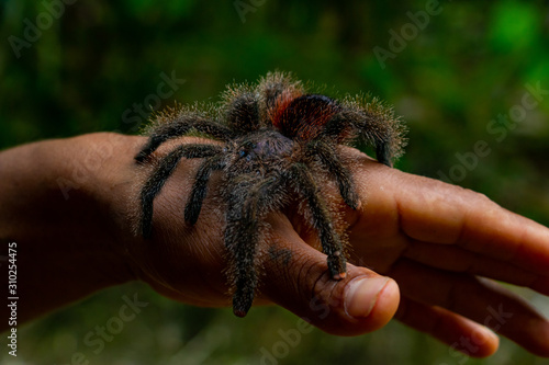 a giant tarantula crawls over the hand of a man