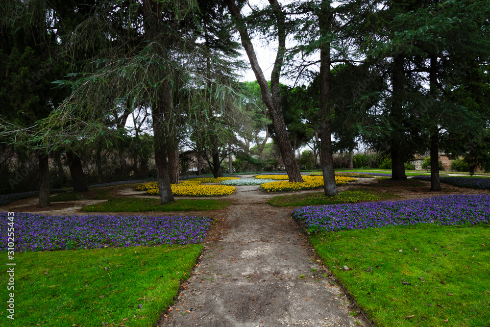 Flores amarillas, violetas y blancas en un parque