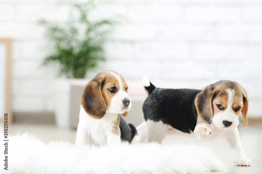 Beagle puppy dogs standing on white carpet at home