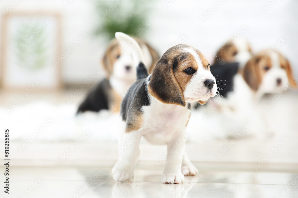 Beagle puppy dog standing at home