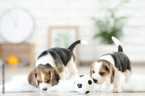 Beagle puppy dogs playing with white ball at home © 5second