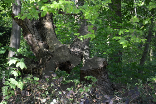 Baumwurzel, Baum, Hintergrund, Wald