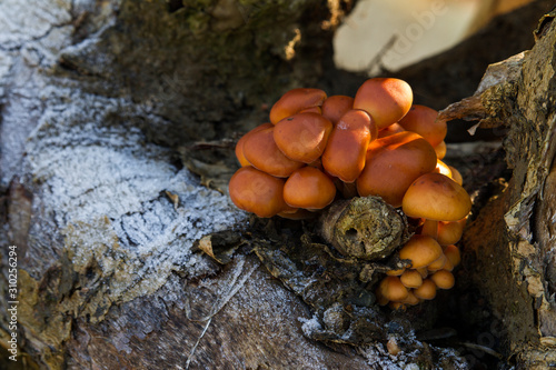 Mushrooms growing on a frozen tree
