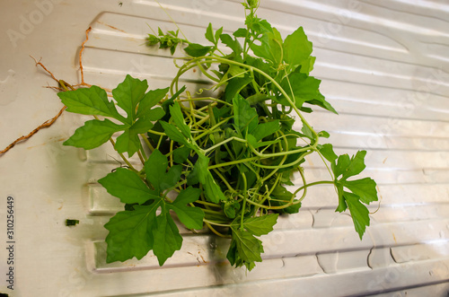 Harvested Serasee Vine photo