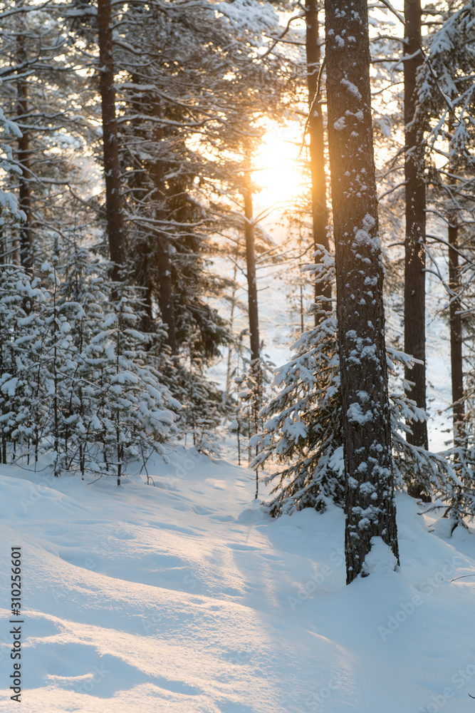 Fototapeta premium Beautiful light in winter snowy forest