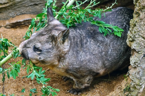 View of a Southern hairy-nosed wombat (Lasiorhinus latifrons) in Australia photo