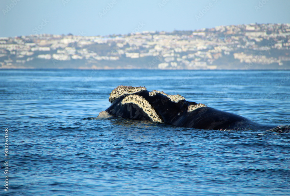 Fototapeta premium Baleen whale off the coast of South Africa