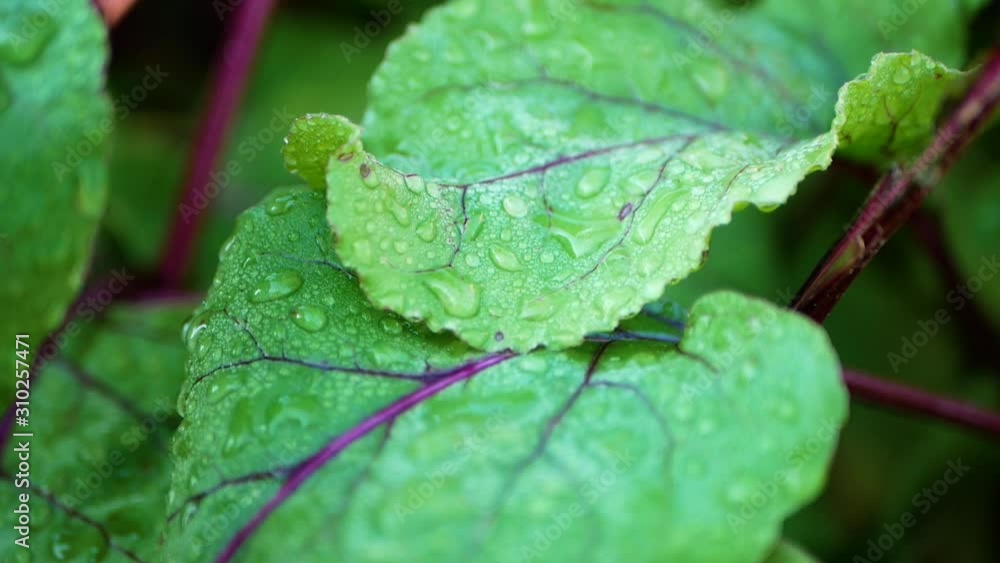 beet leaves. Morning dew on beet leaves. close-up. Growing beets. No pesticides. Eco vegetables. Ripening vegetables. Agriculture. beet leaves. Morning dew on beet leaves. close-up. Growing beets. No pesticides. Eco vegetables. Ripening vegetables. Agriculture.