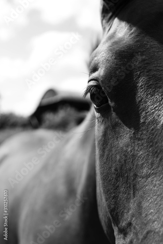 Horse face in black and white