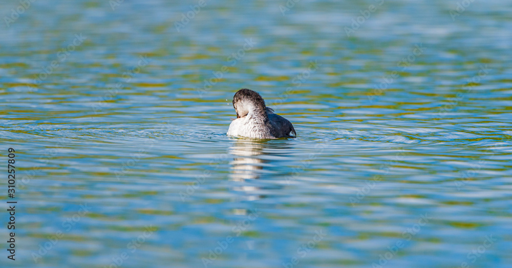 Ducks swim in the summer pond. Photographed close-up. Ducks swim in the summer pond. Photographed close-up.