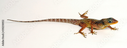 Dominikanischer Anolis (Anolis oculatus) - Dominica Anole, Dominican anole, Eyed Anole  photo