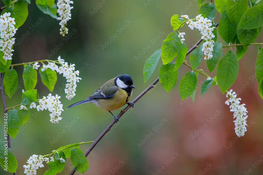Obraz premium Great tit in the forest in the South of the Netherlands