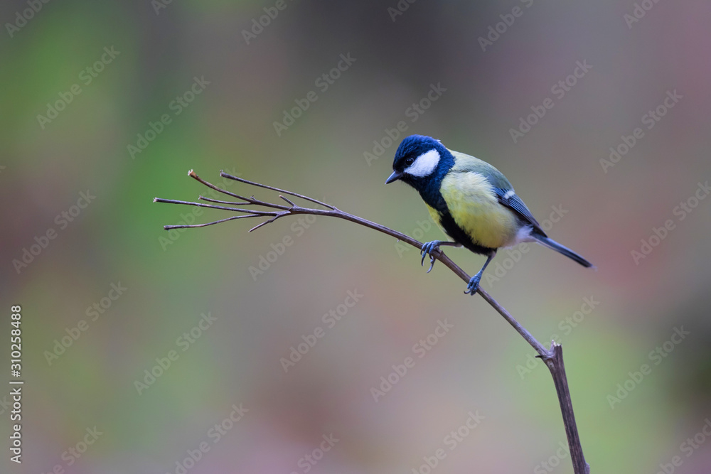 Naklejka premium Great tit in the forest in the South of the Netherlands